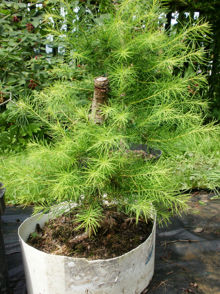 P8150018m