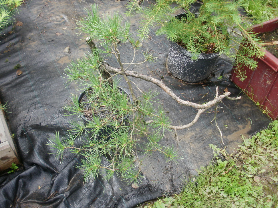 P8150016