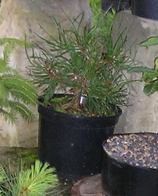 P7150489m